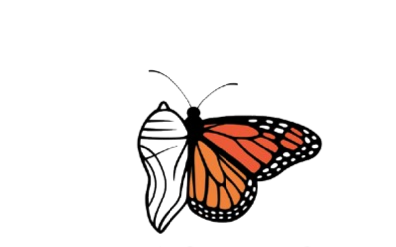 Demi-chrysalide demi-papillon