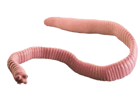 Parasite